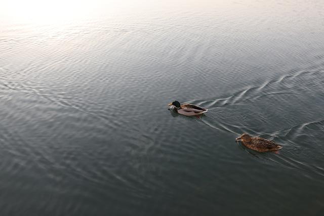 适马35mm1.4镜头测评（利刃般全能镜头）(22)