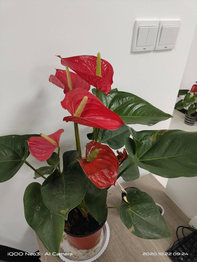 小米10至尊版缺点深度评测（老机新测小米最后一代钉子户）(45)