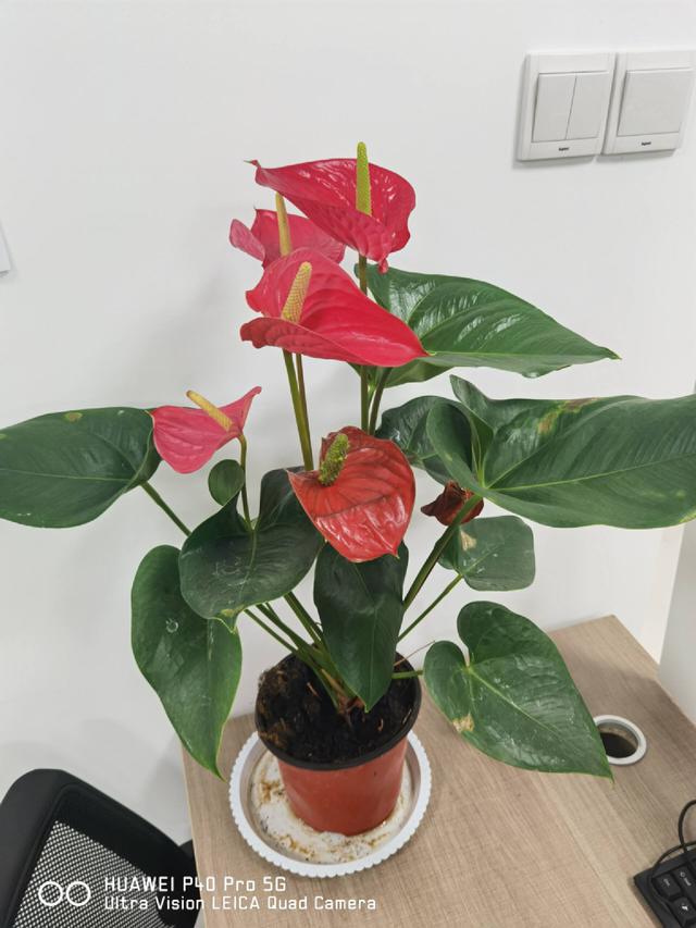 小米10至尊版缺点深度评测（老机新测小米最后一代钉子户）(46)