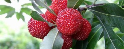 ​杨梅什么时候成熟