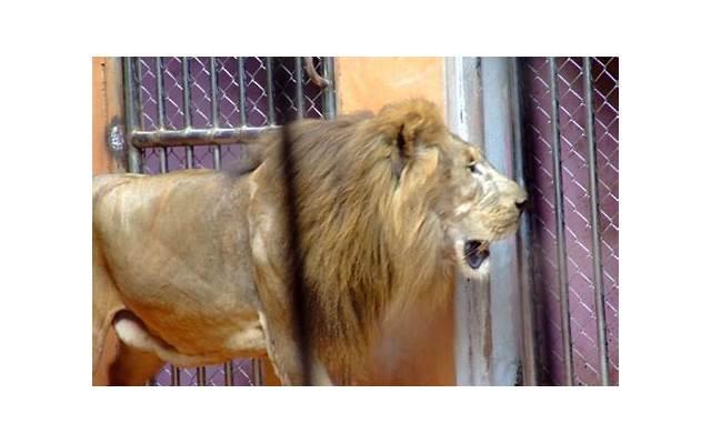 黄鼠狼给弟拜年歇后语 黄鼠狼和狐狸结亲歇后语