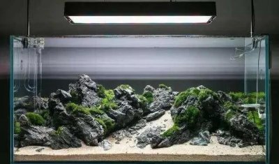 ​私藏大神的鱼缸造景图片，看看是否有你钟意的造景