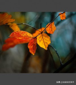 ​深秋的阳光，让红叶更加绚烂，你更喜欢哪几张红叶照片？