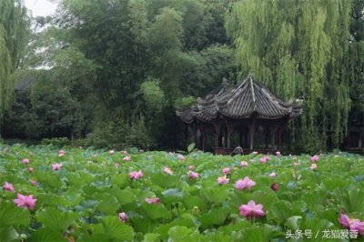 ​再不去看，桂湖的荷花就谢了