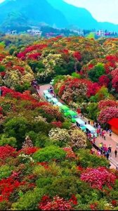 ​贵州大方、黔西的百里杜鹃