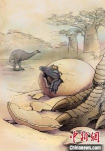 ​约千年前灭绝象鸟如何演化？蛋壳化石研究新发现或有未知谱系