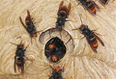 马蜂入宅有什么预兆？农村人一定要知道，了解不吃亏