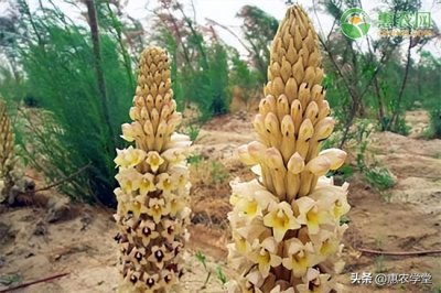 肉苁蓉多少钱一斤（肉苁蓉价格多少钱一斤？）