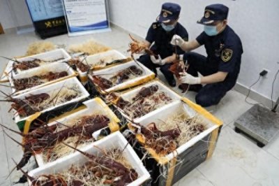 ​拱北海关查获一起跨境客车司机携带鲜活龙虾进境案