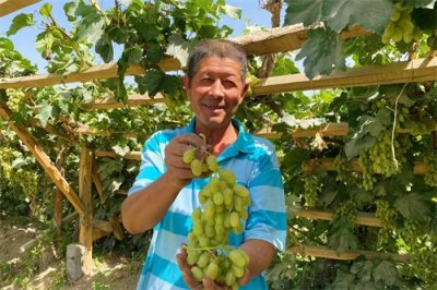 ​若羌：葡萄甘甜香满园    游客采摘趣味浓
