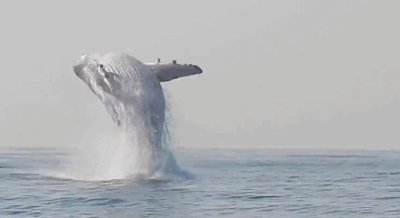 ​2019年，亚马逊雨林中发现有一头座头鲸，生物学家百思不得其解