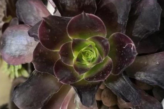 美杜莎上盆后几天浇水(图4)