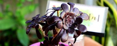 ​美杜莎上盆后几天浇水