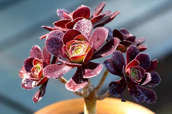 美杜莎上盆后几天浇水(图2)