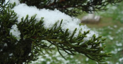 疾风知劲草的意思,疾风知劲草板荡识诚臣中的摆荡是什么意思